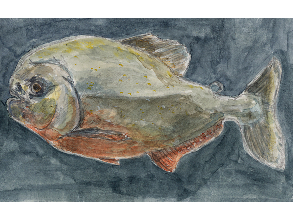 Illustration